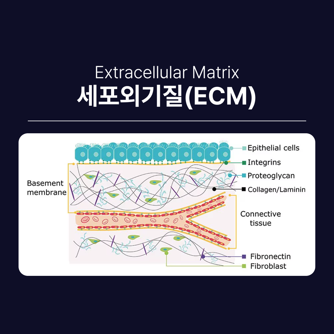 셀르디엠부작용 ECM 세포외기질 구조.png
