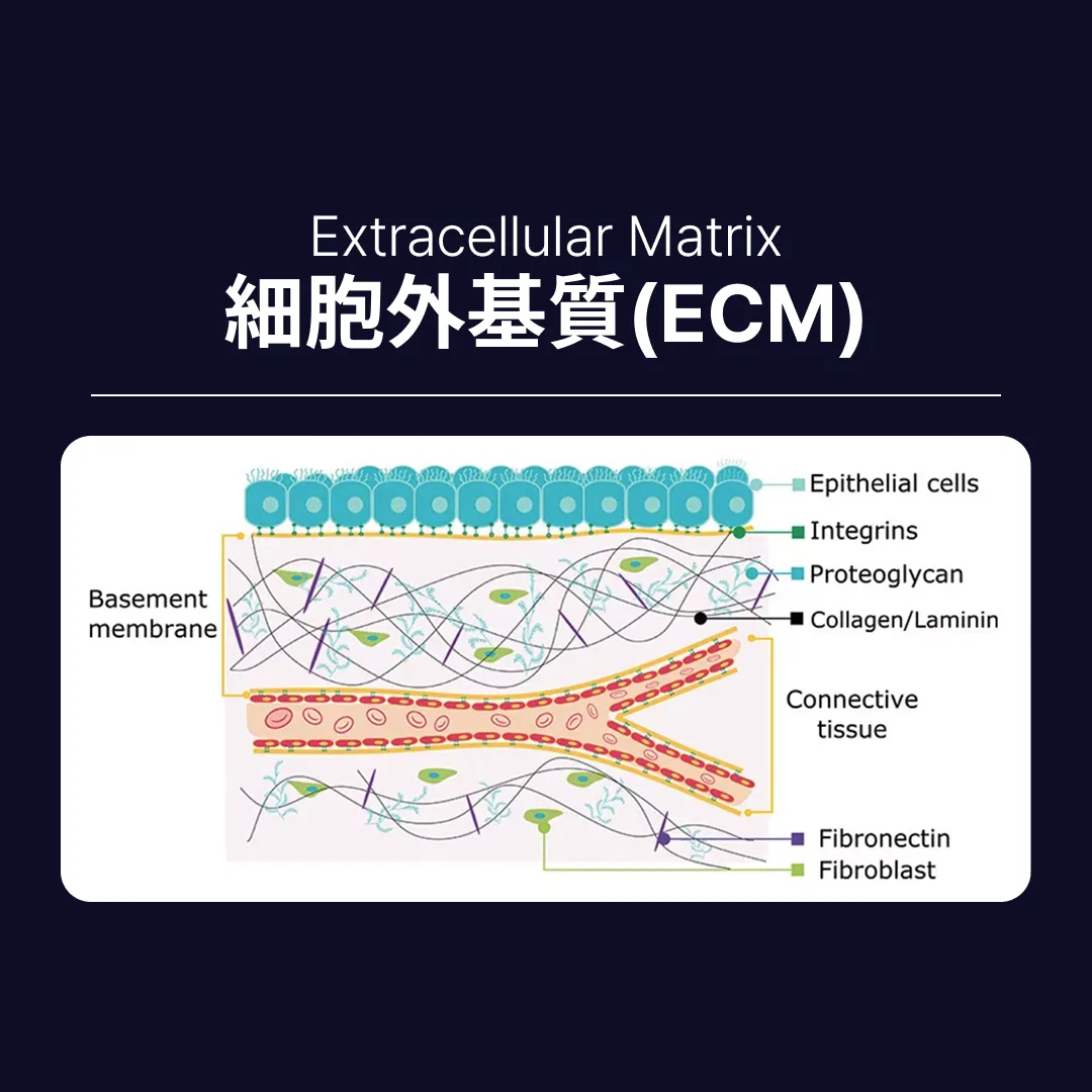 셀르디엠부작용 ECM 세포외기질 구조_CN.webp