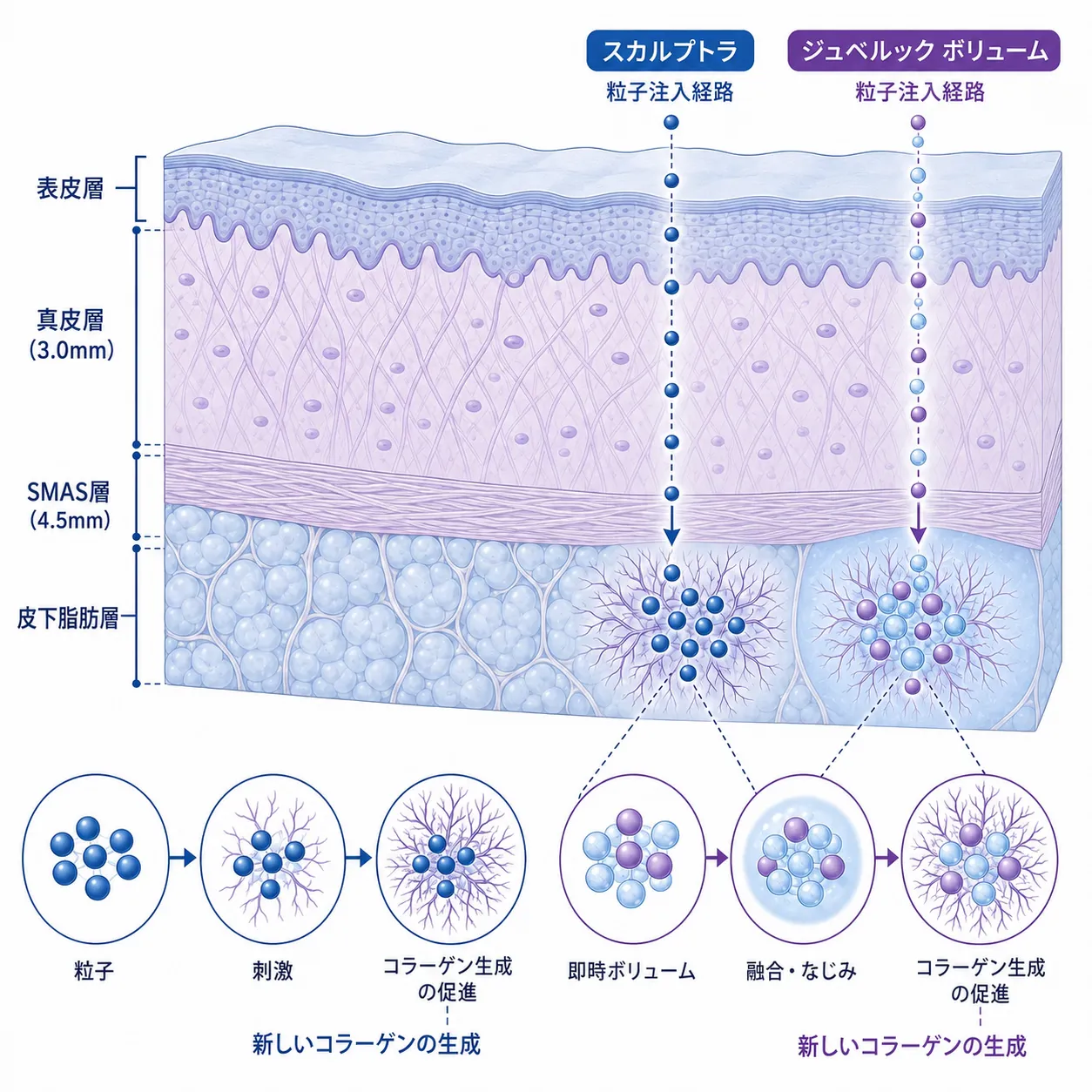 スカルプトラとジュベルックのコラーゲン生成メカニズム比較図.webp
