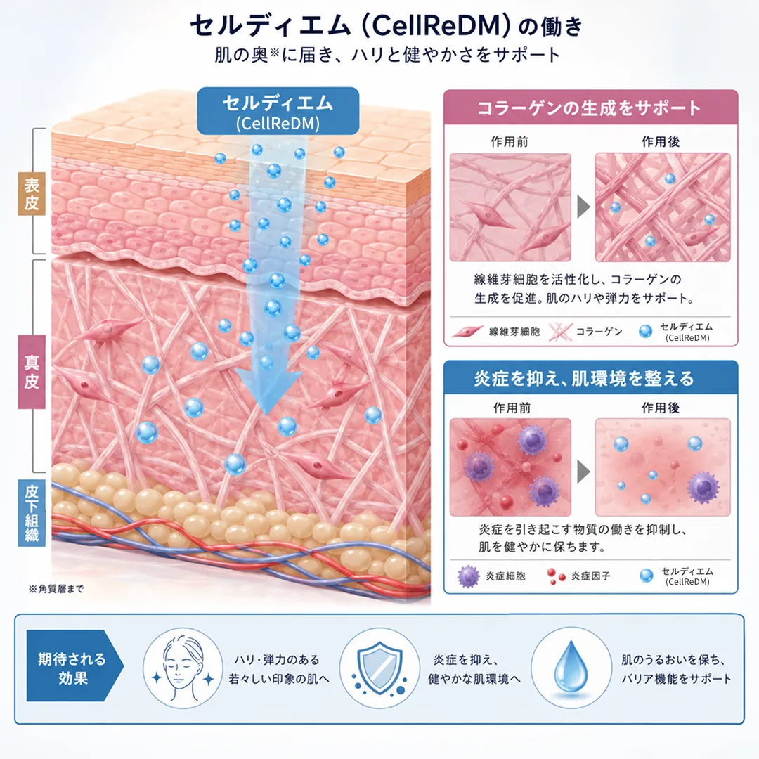 セルディエムの肌再生メカニズム_セルディエムの有効成分が肌の真皮層に浸透し、細胞を再生させる図解.webp