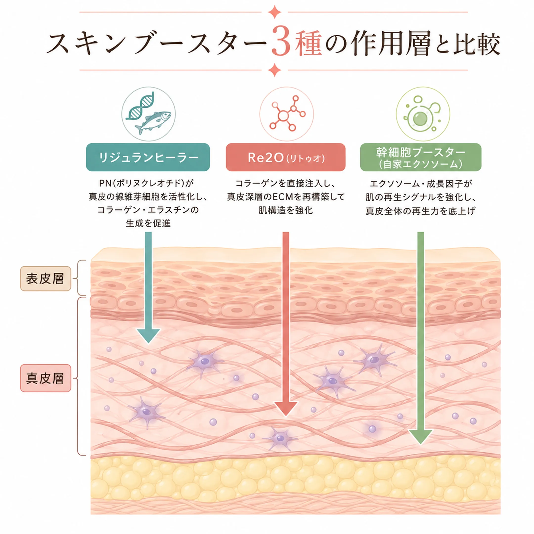 リジュランヒーラー、Re2O、幹細胞ブースターが肌のどの層に作用するかを示した断面図.webp