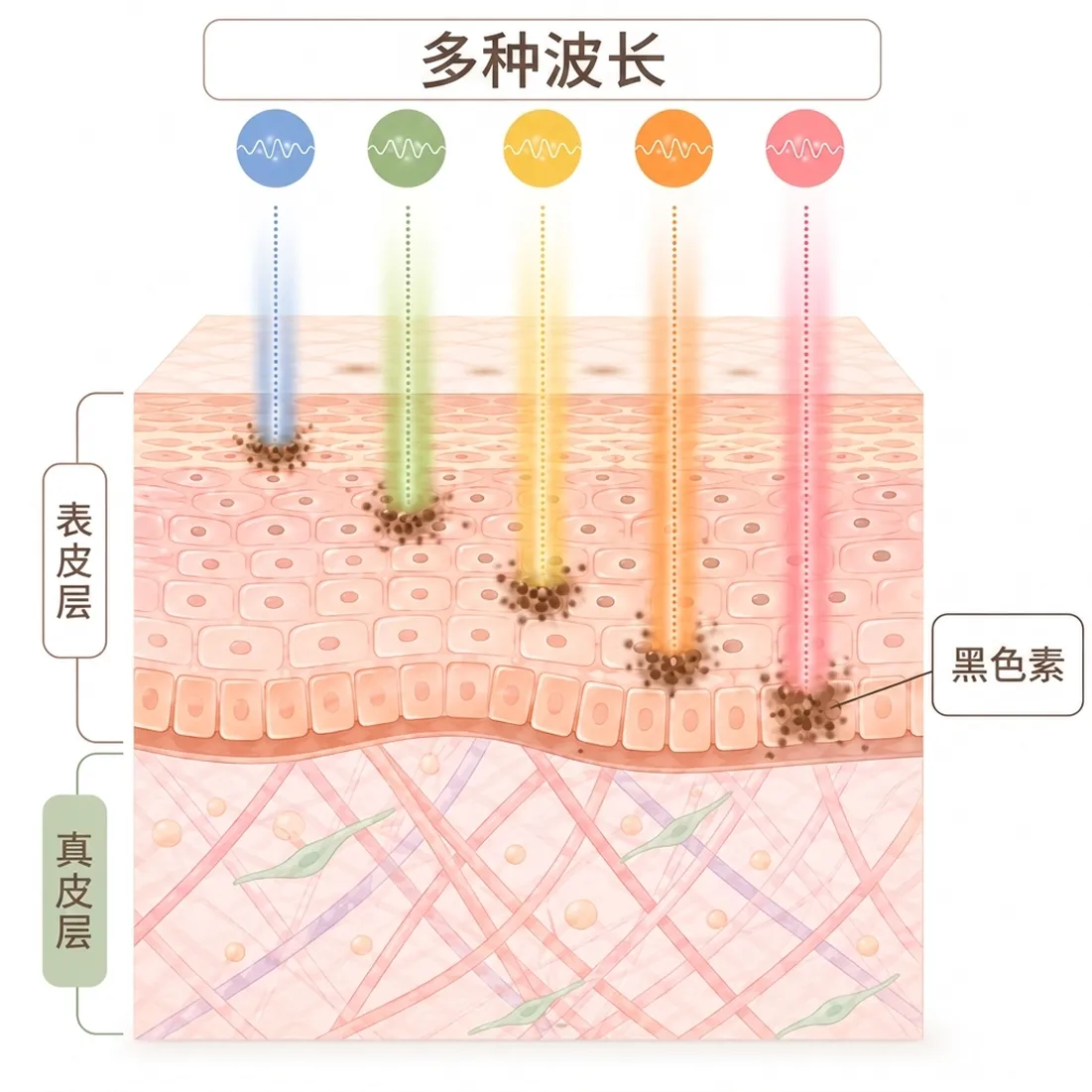 多种波长-表皮层-黑色素-真皮层-zh-cn.webp