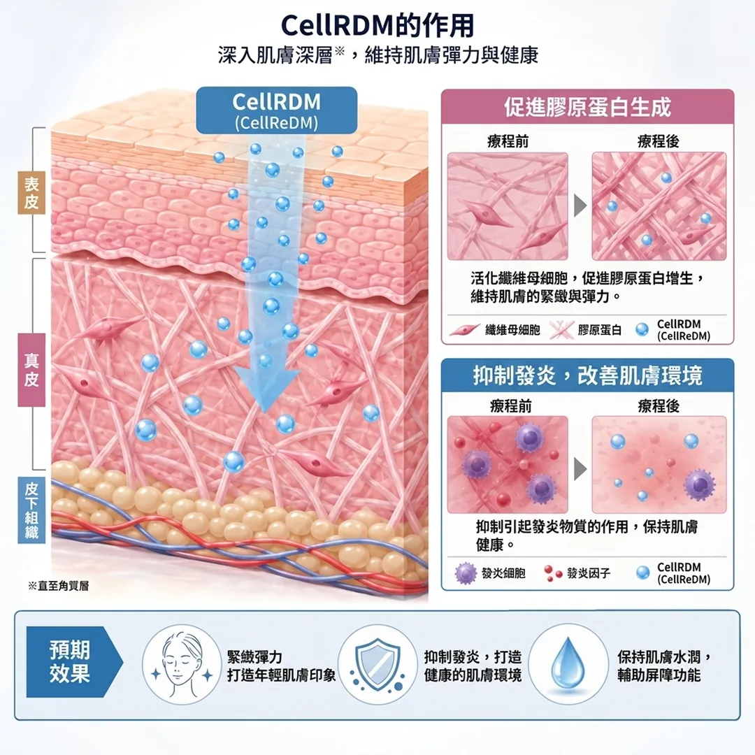 深入肌膚深層※，維持肌膚彈力與健康-活化纖維母細胞，促進膠原蛋白-zh-tw.webp