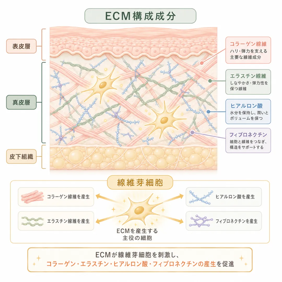 皮層の構造とセルディエムの作用ポイント.webp