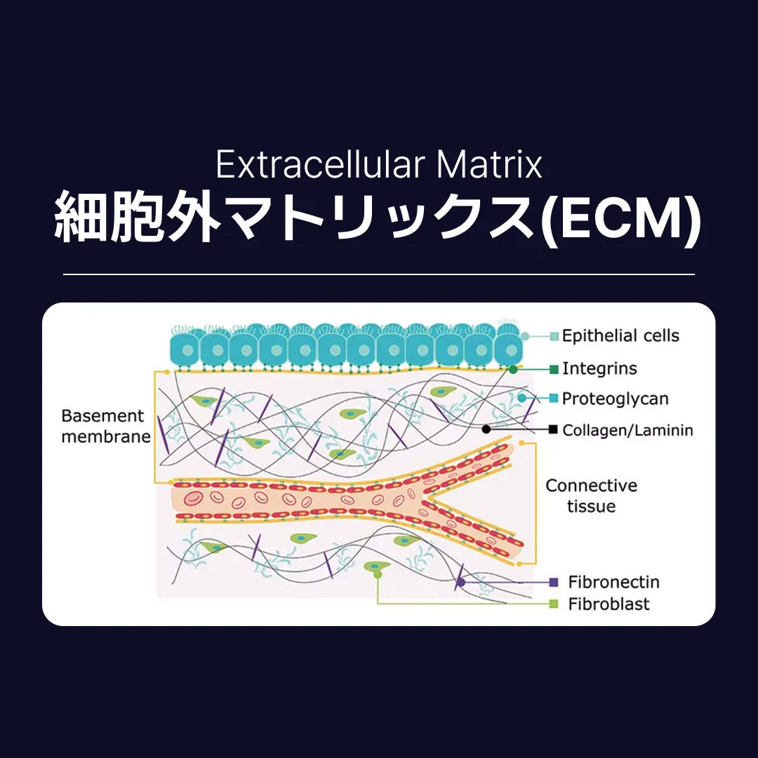 셀르디엠부작용 ECM 세포외기질 구조.webp