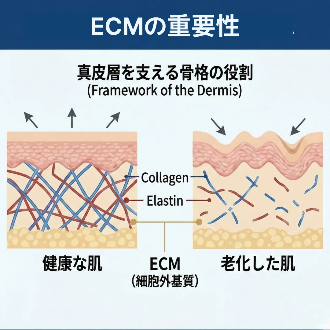 ECM 스킨부스터 역할-1.webp