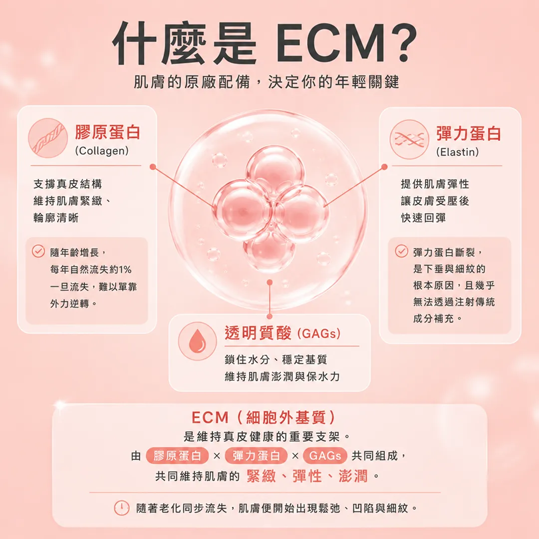 ECM細胞外基質-三要素-膠原蛋白-彈力蛋白-醣胺聚醣GAGs-re2o-extracellular-matrix-collagen-elastin-seyeclinic.webp