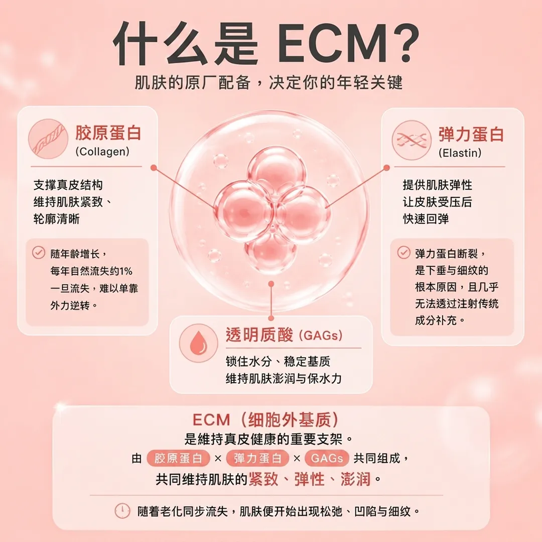 ECM肌肤的原厂配备,决定你的年轻关键-Collagen-维持肌肤紧致、-什么是ECM-RE2O-zh-cn.webp