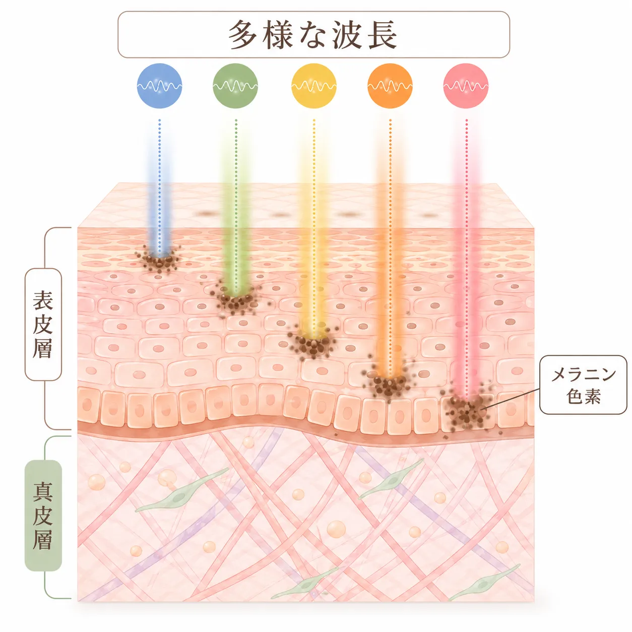 Mjoule BBLの波長と作用メカニズム.webp