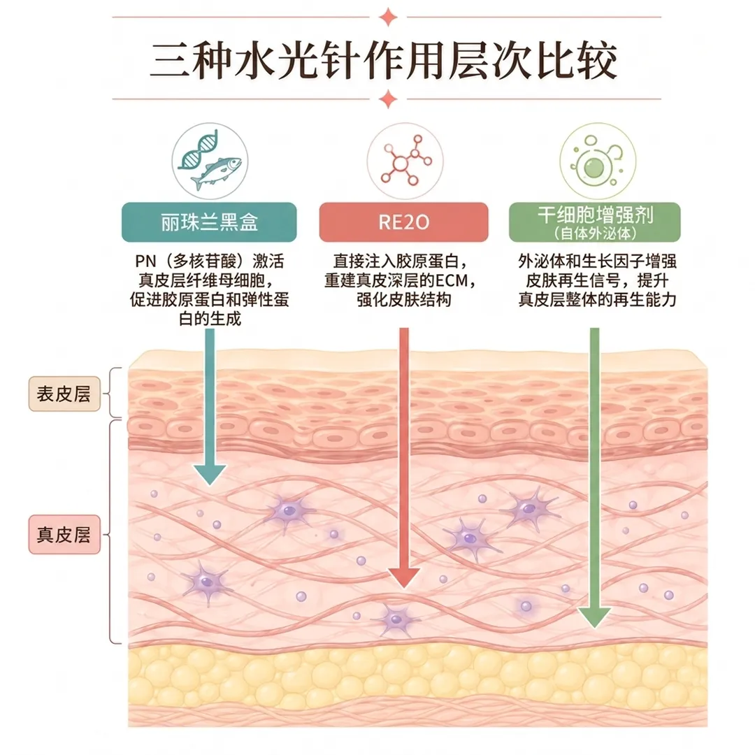 PN（多核苷酸）激活真皮层纤维母细胞，促进胶原蛋白和弹性蛋白的生成-zh-cn.webp