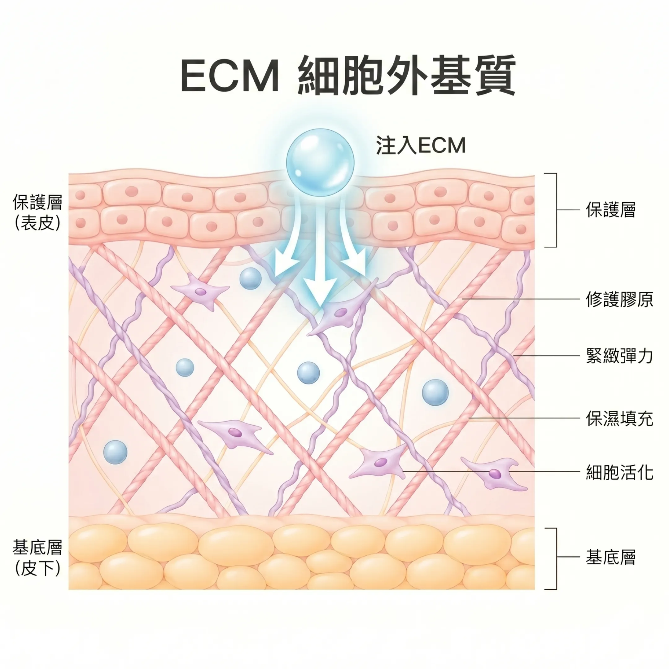 Re2O-Cellredm-Hilowave-三大水光針-ecm-細胞外基質.png