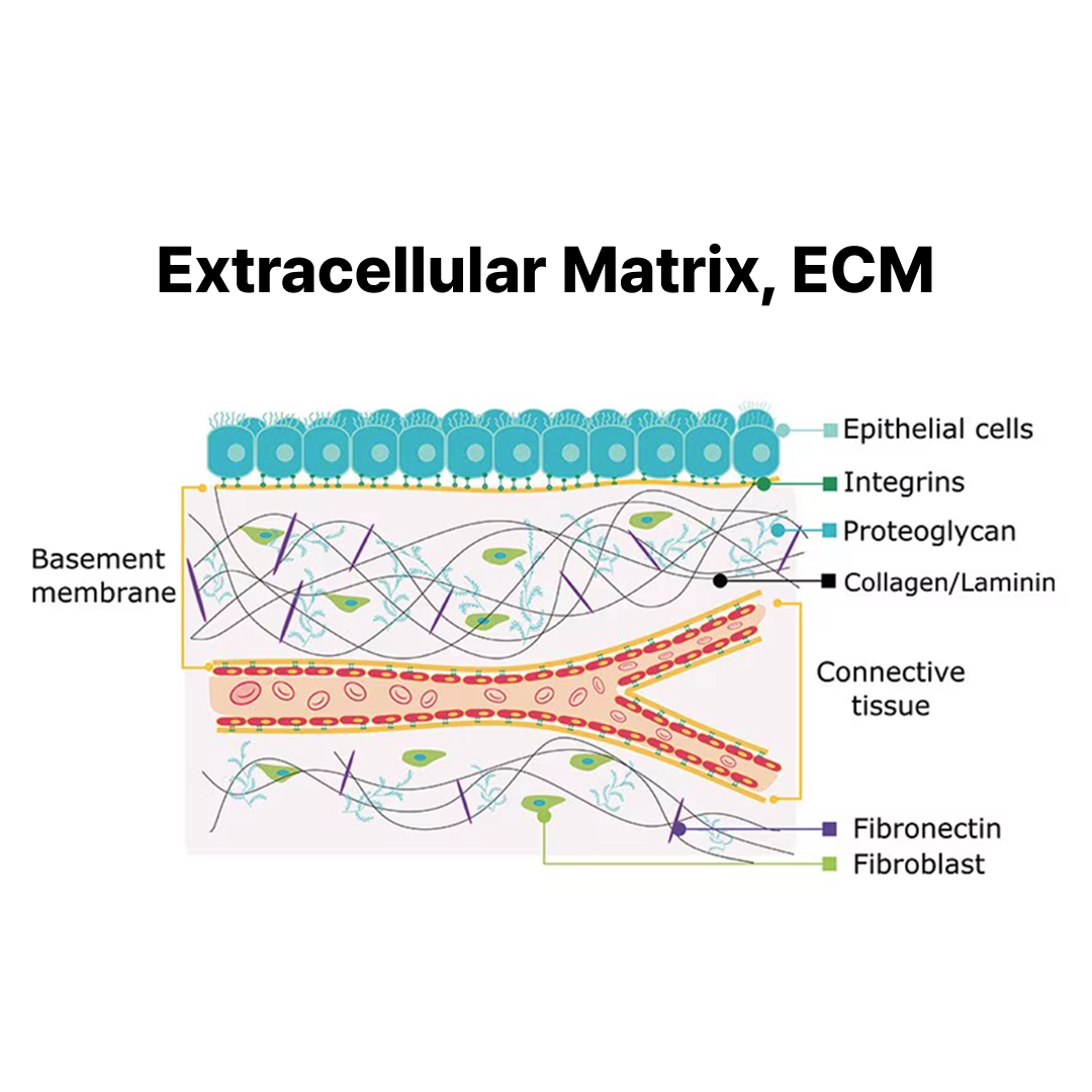 extracellular-matrix-ecm-skin-structure-collagen-elastin.png
