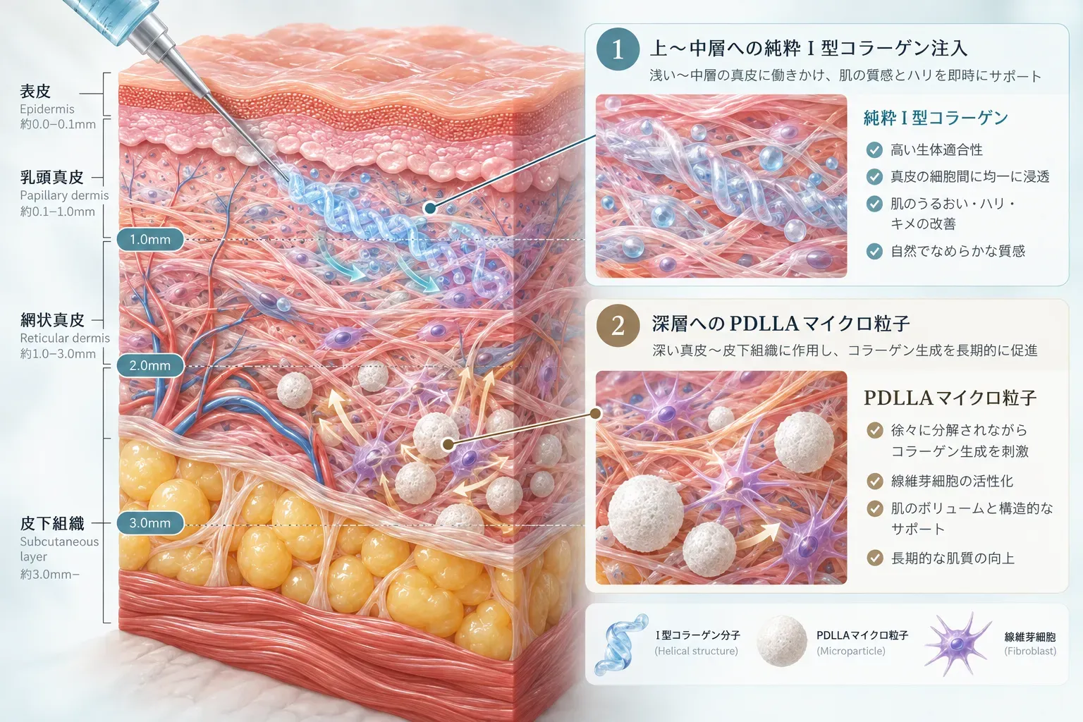 laetigen-真皮層へのコラーゲン直接補充と深層へのボリュームブースターの-2.webp