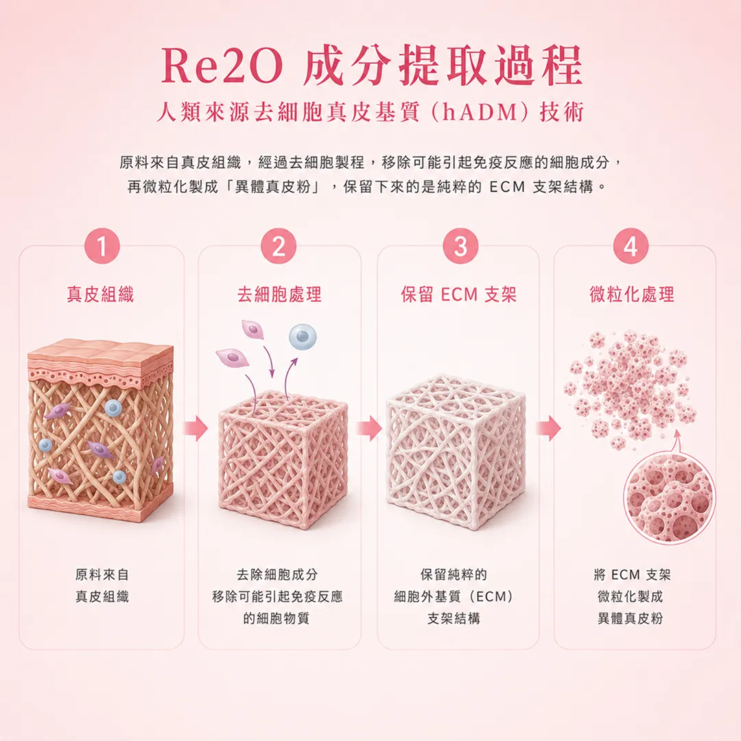 re2o-成分提取過程-hADM去細胞真皮基質製程說明-human-acellular-dermal-matrix-ecm-scaffold-re2o-hadm-process-seyeclinic.webp